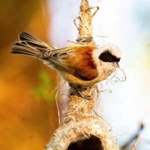 An adorable Penduline Tit Bird perched on the top of a nest.