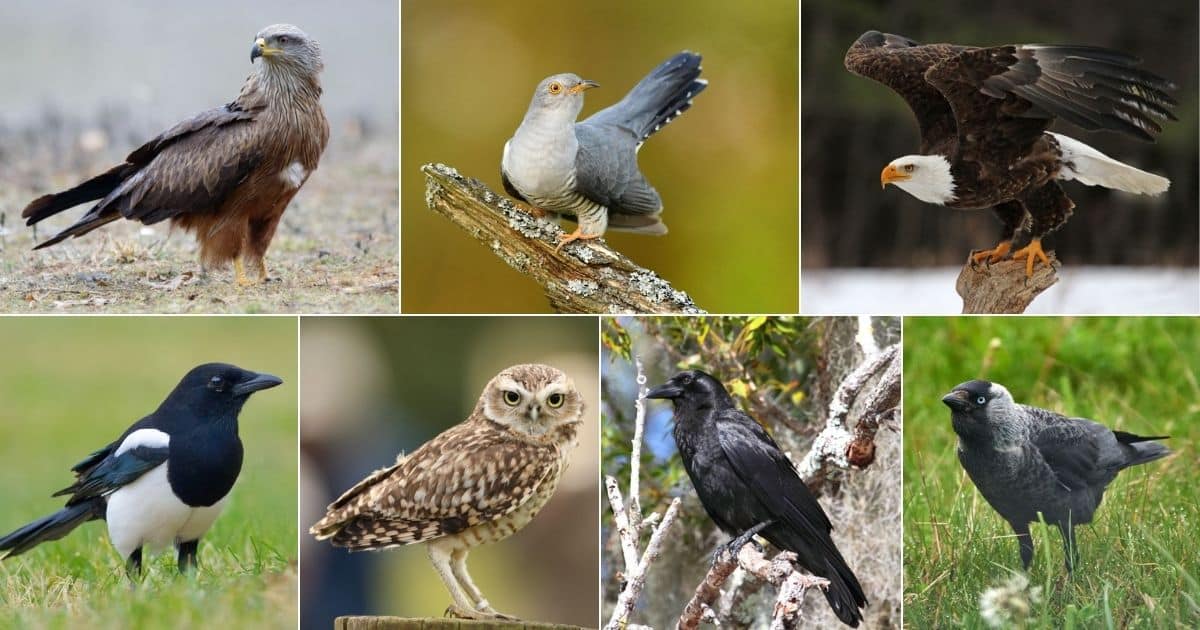 11 Birds That “Collect,” Aka “Steal” Shiny Things (and Why) facebook image.