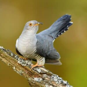 An adorable Common Cuckoo perched on an old branch.