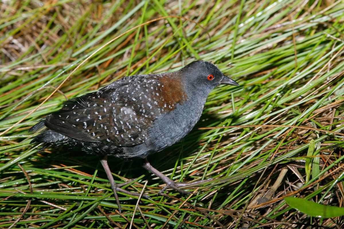 An adorable Black Rail in tall grass.