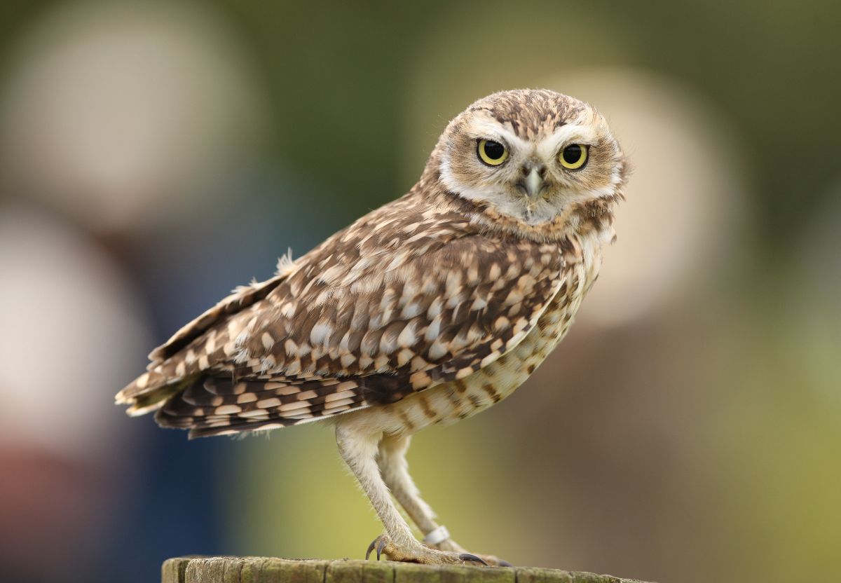 An adorable Burrowing Owl perched on a wooden pole.