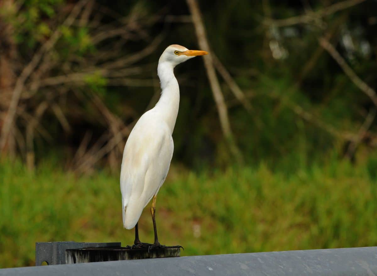 An adorable Cattle Egret perched on a wooden fence.