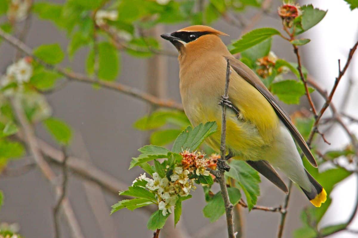 A beautiful Cedar Waxwing perched on a thin branch.