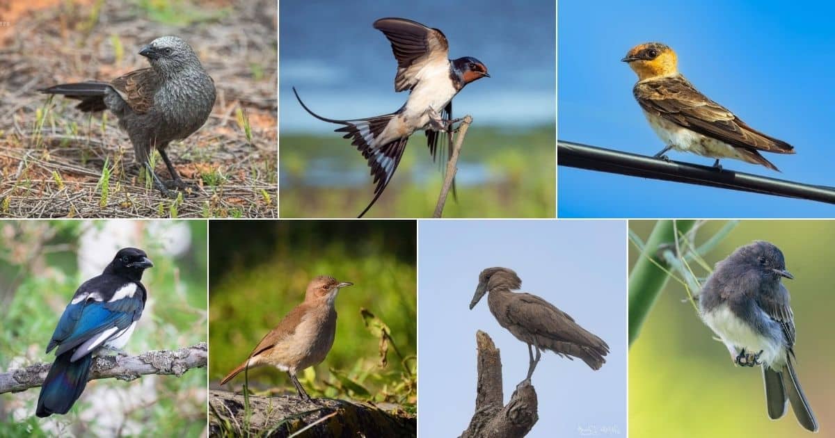 11 Clever Birds That Build Mud Nests (With Photos) facebook image.