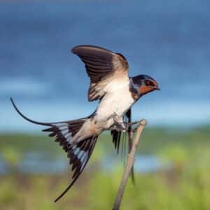 An adorable Barn Swallow perched on a branch.