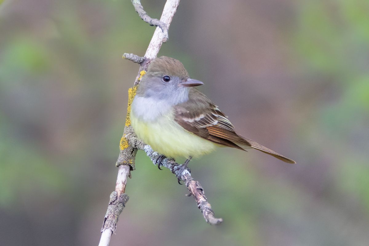 An adorable Great Crested Flycatcher perched on a dried branch.