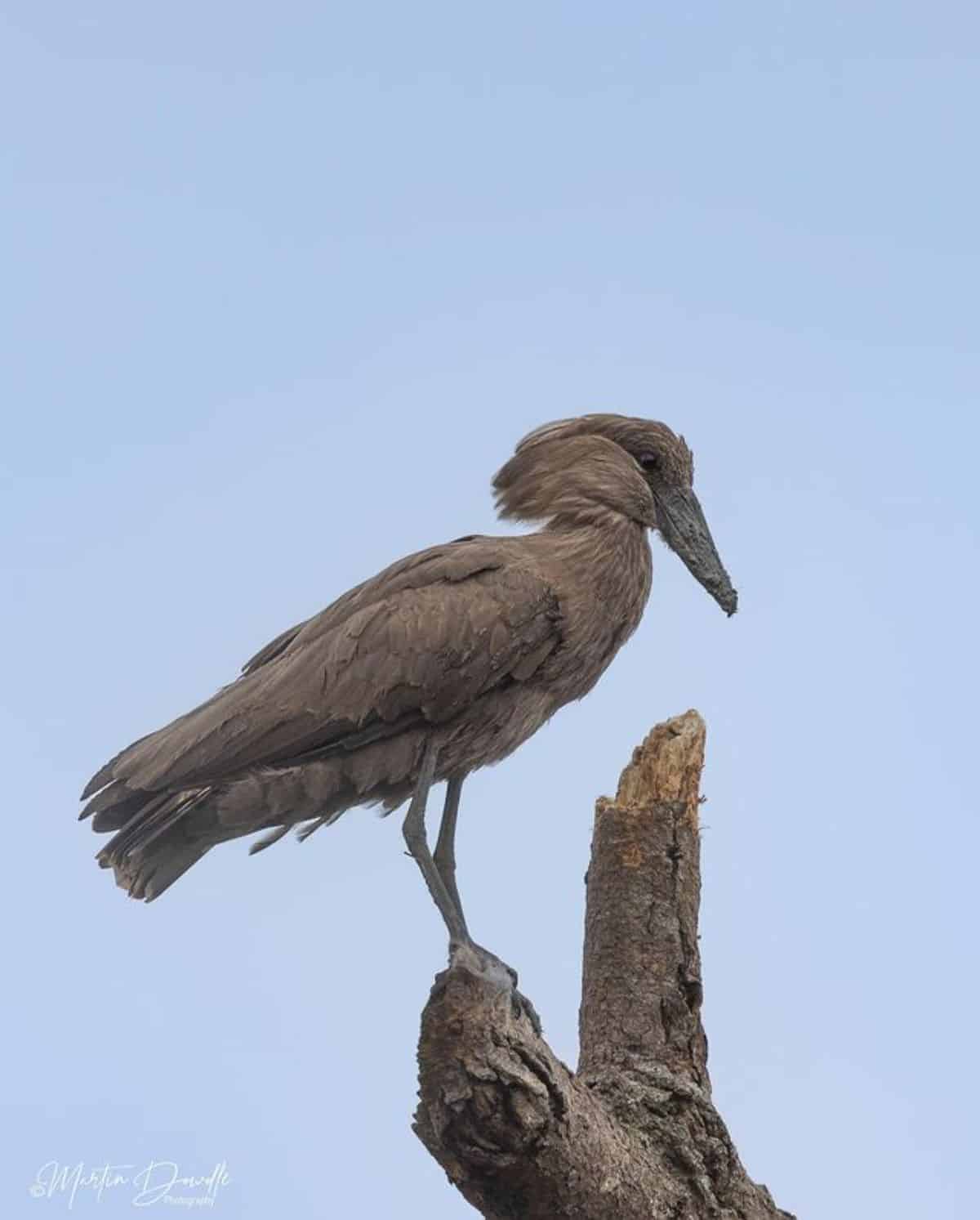 A cool-looking Hamerkops perched on a broken branch.