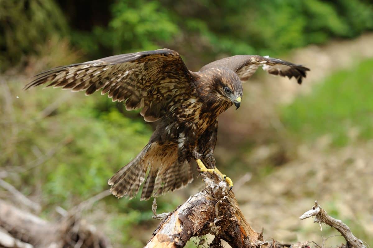 A beautiful fierce-looking Hawk landing on a branch.
