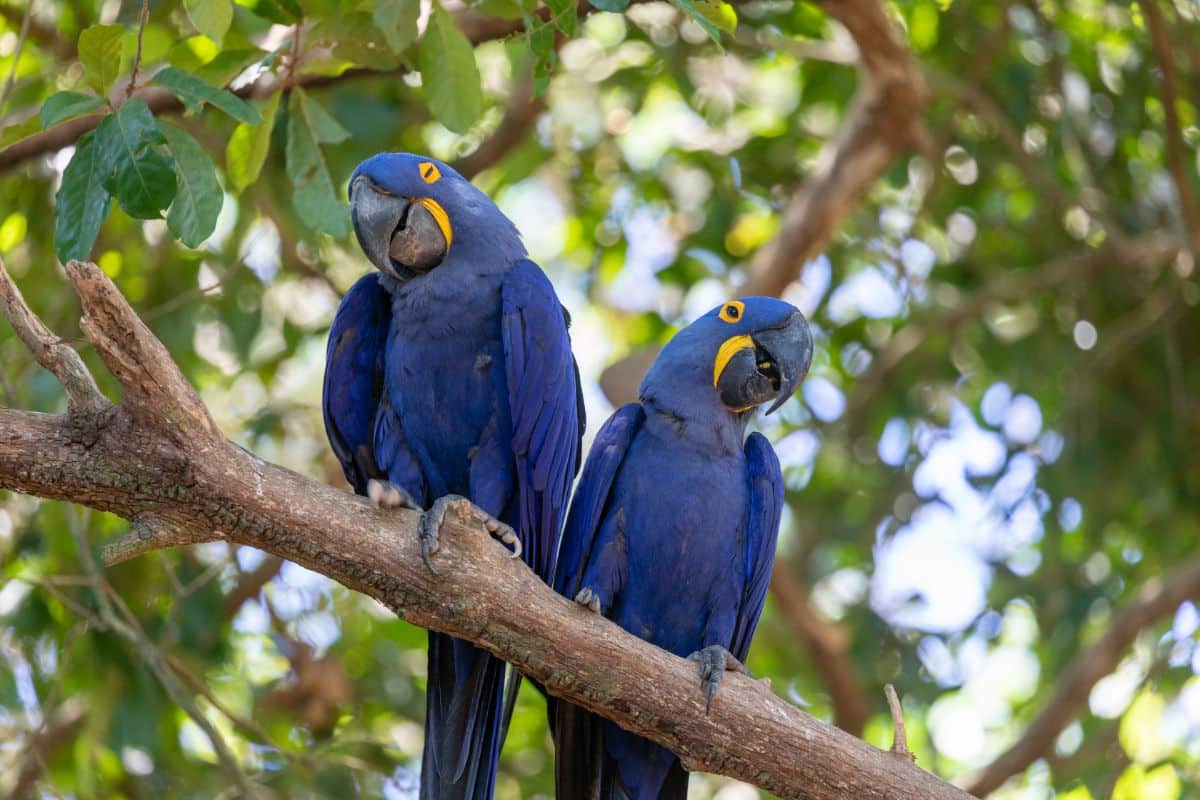 A pair of beautiful Hyacinth Macaws perched on a branch.
