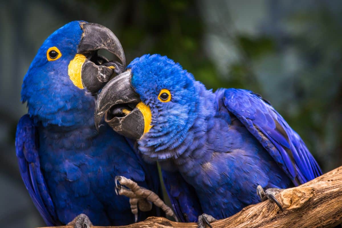 Two beautiful cuddling Hyacinth Macaws on a branch.