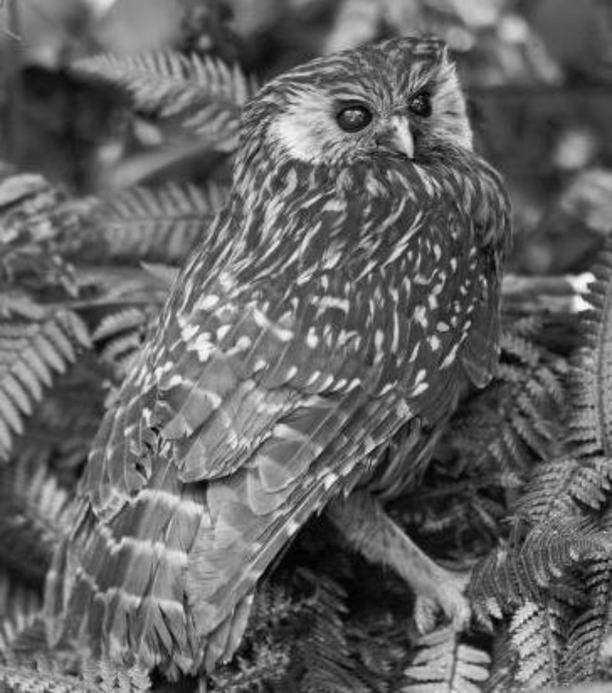 A black-white photo of a Laughing Owl.