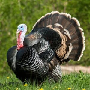 A big majestic Wild Turkey on a meadow.