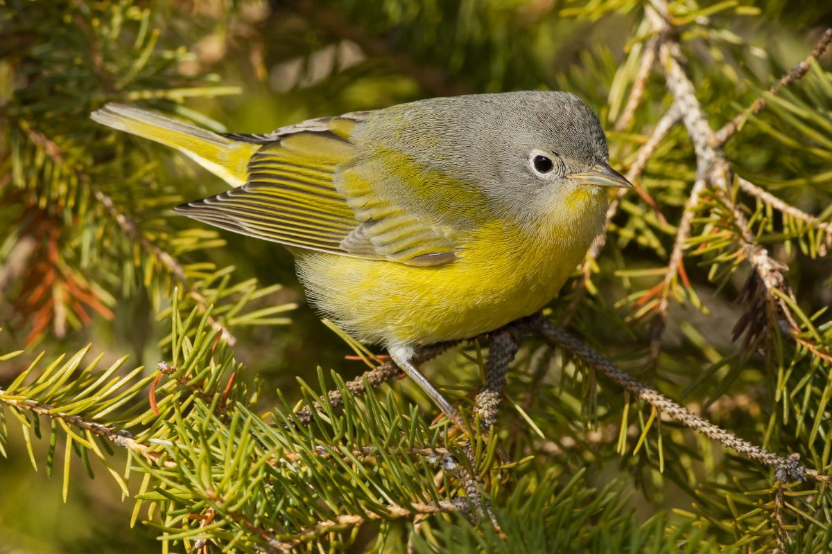 An adorable Nashville Warbler perched on a thin branch.