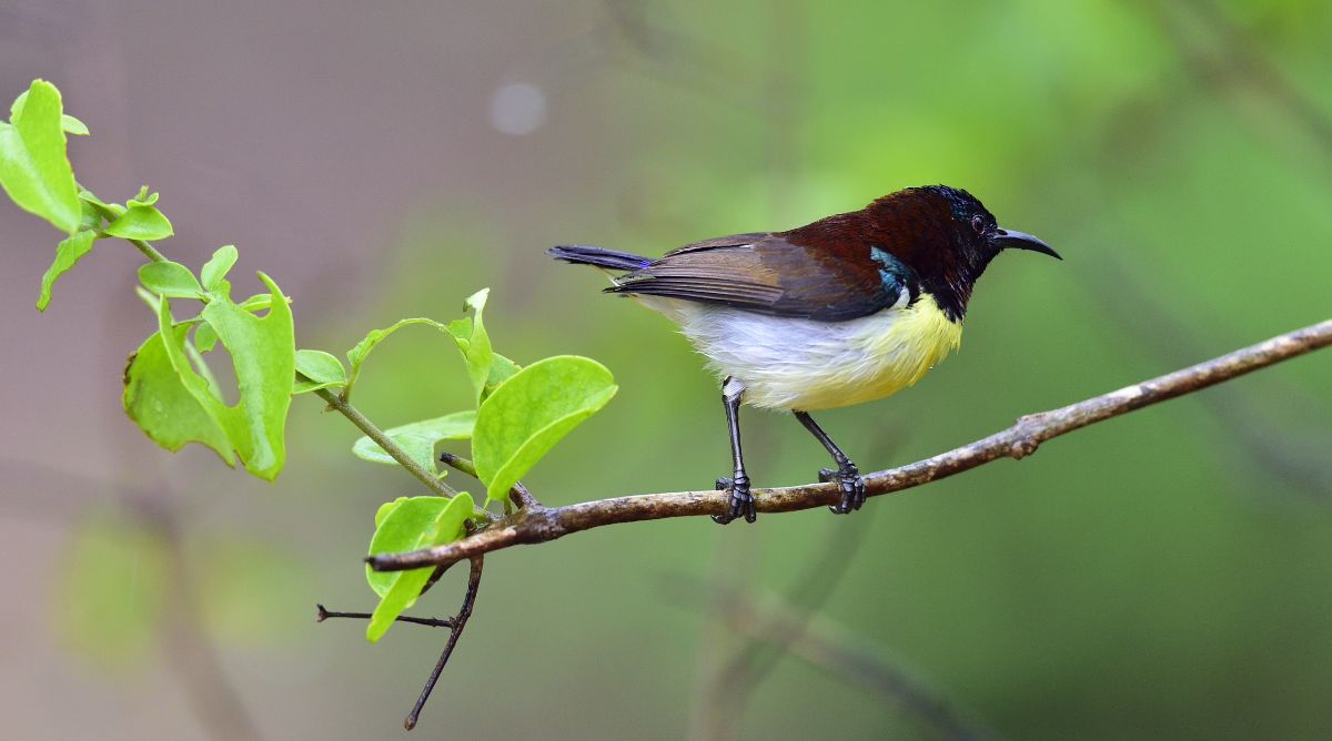 An adorable Purple-Rumped Sunbird perched on a thin branch.