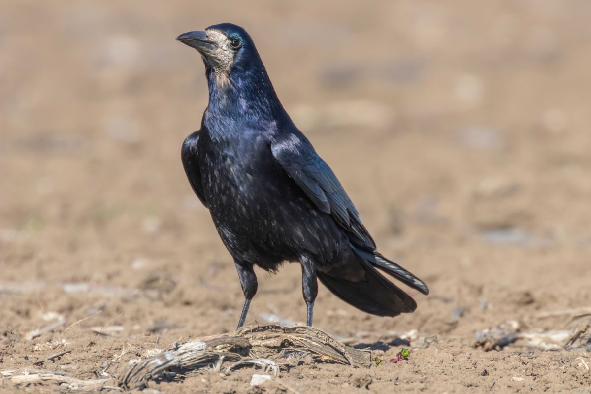 An adorable Rook is standing on the ground.
