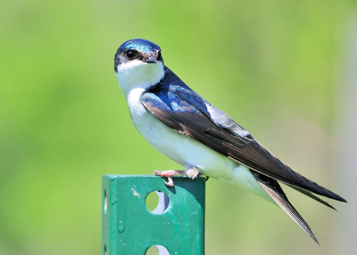 An adorable Tree Swallow perched on a metal pole.