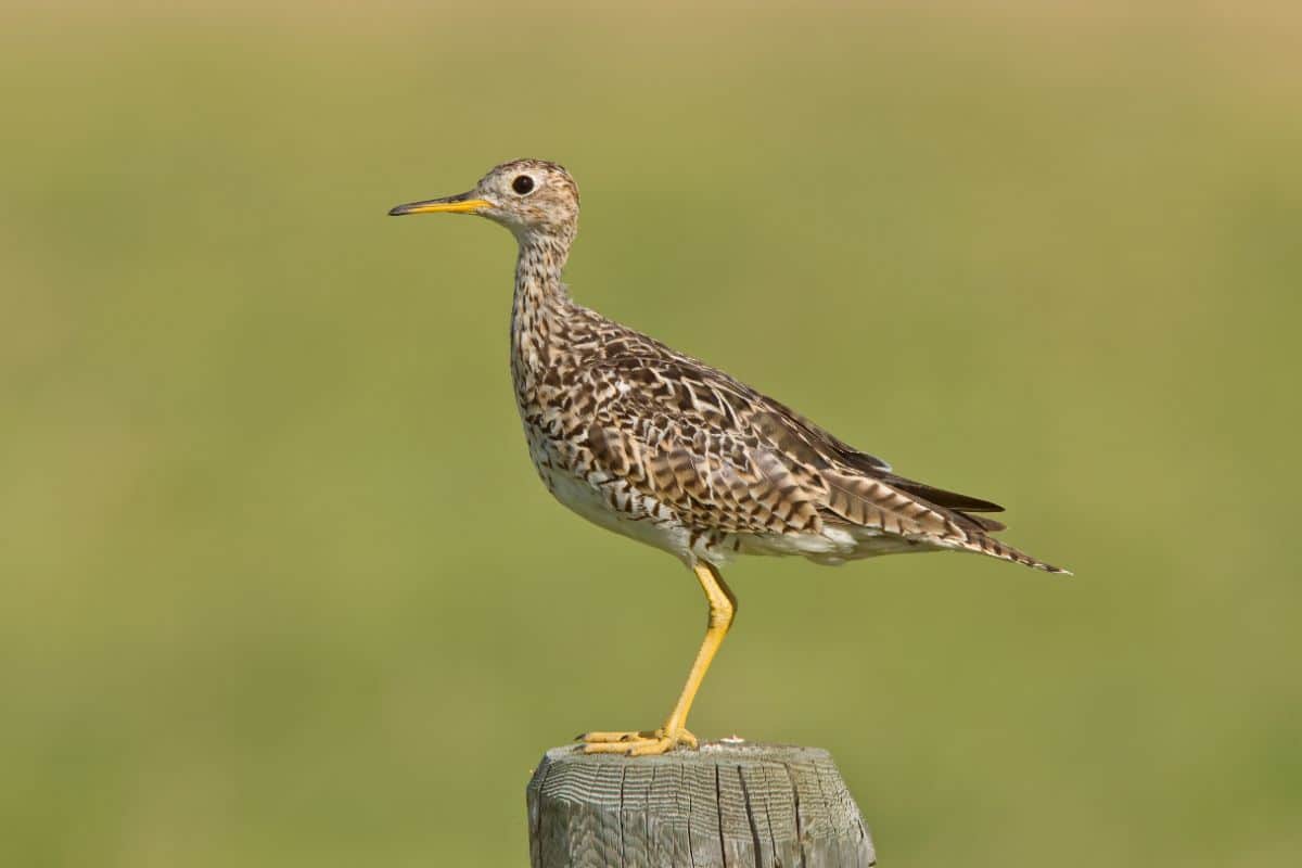 An adorable Upland Sandpiper perched on a wooden pole.