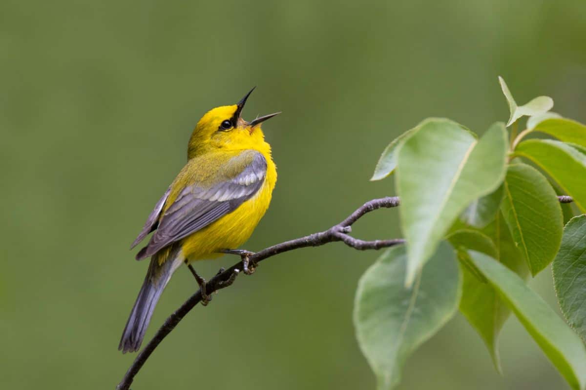 An adorable Blue-winged Warbler perched on a thin branch.