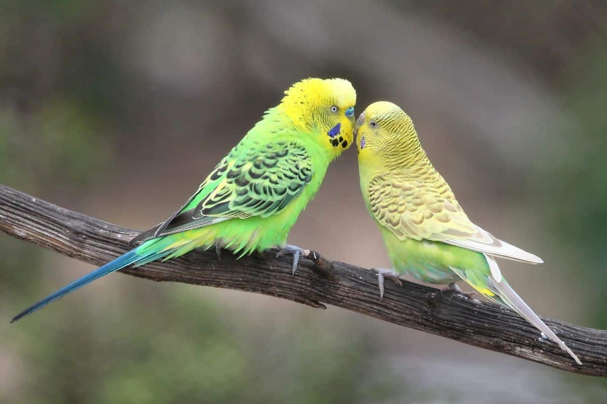 A pair of cute green Budgerigar perched on a branch.