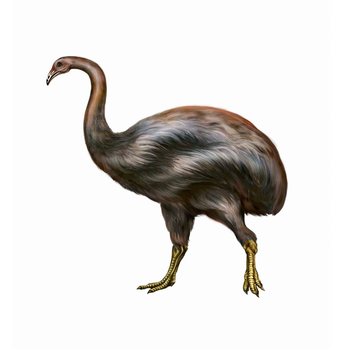 A Giant Moa drawning.