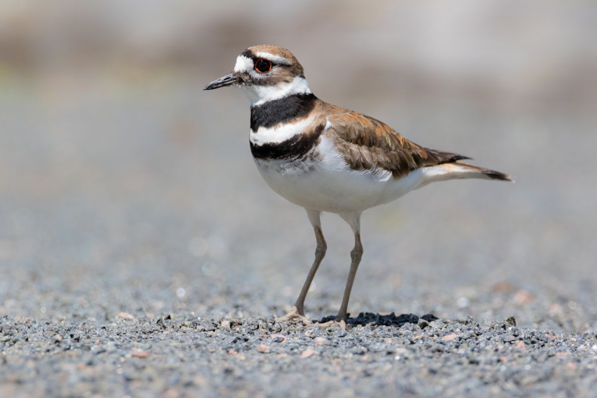 An adorable Killdeer standing on the ground.