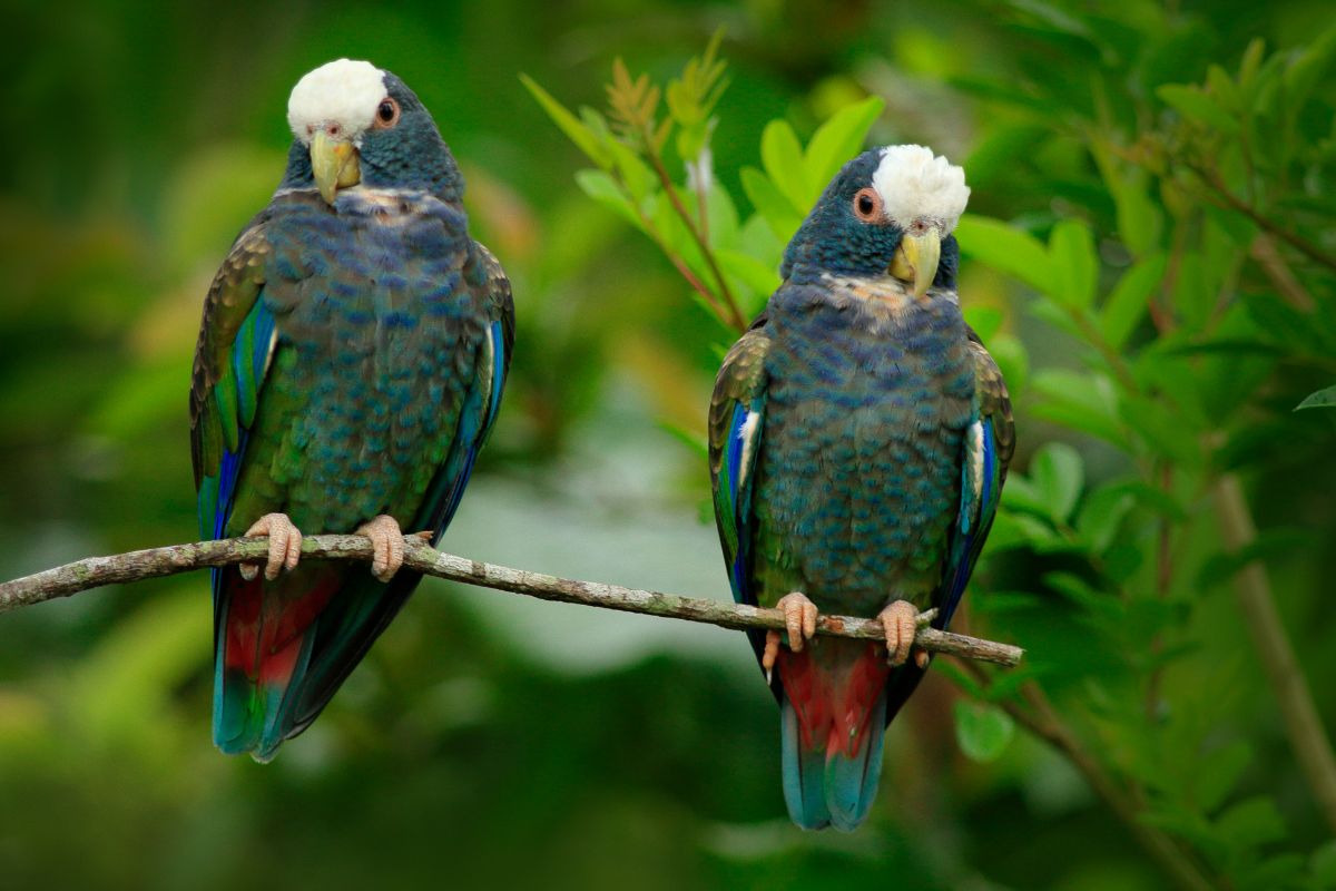 Two beautiful Pionus Parrot perched on a branch.