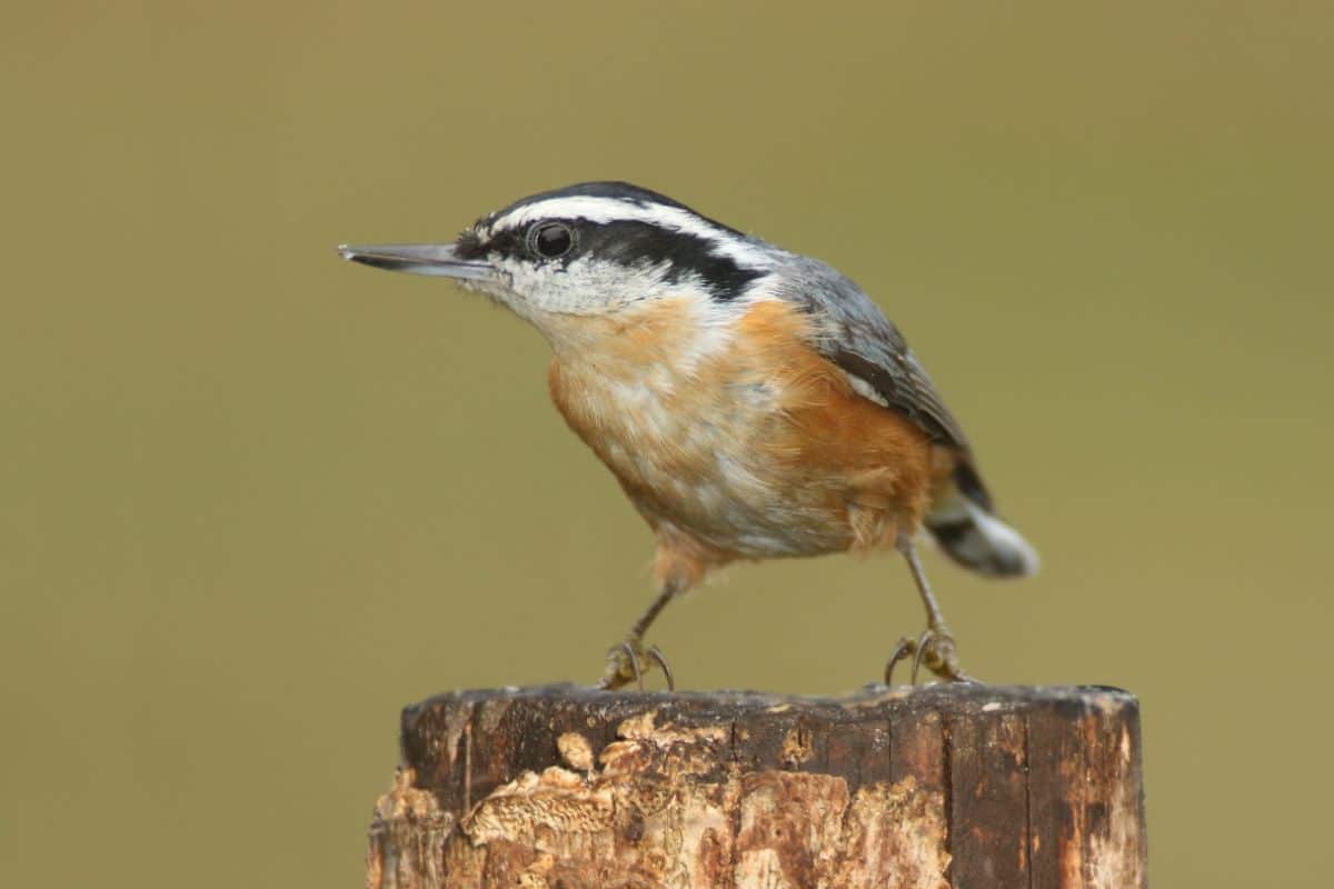 An adorable Red-breasted Nuthatch perched on a wooden log.