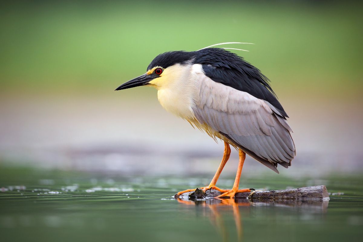 An adorable Black-Crowned Night-Heron perched on a wooden branch in the water.