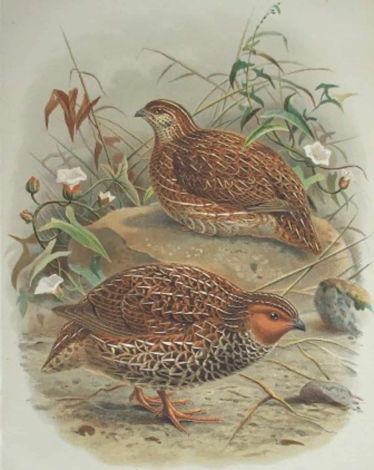 A New Zealand Quails drawning.