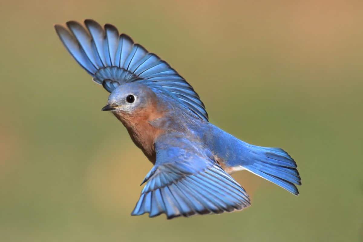 A beautiful flying Eastern Bluebird.