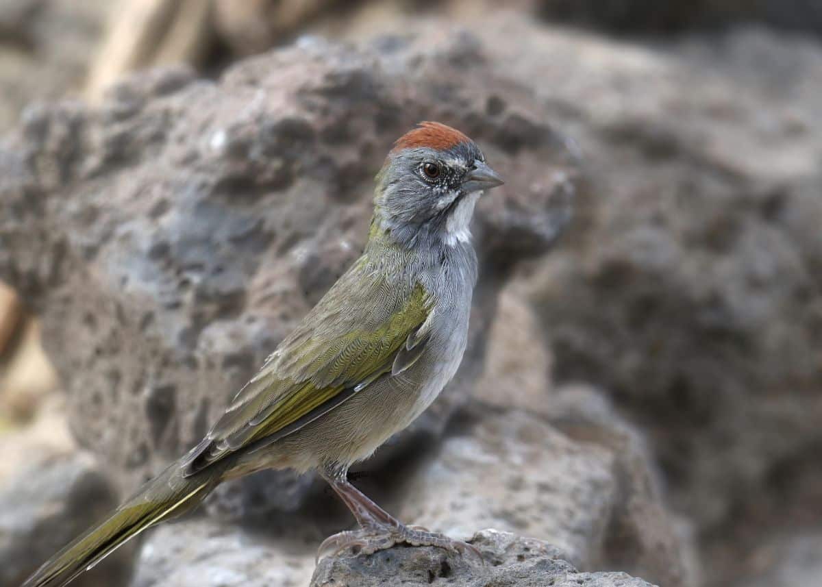 An adorable Green-tailed Towhee perched on a rock.