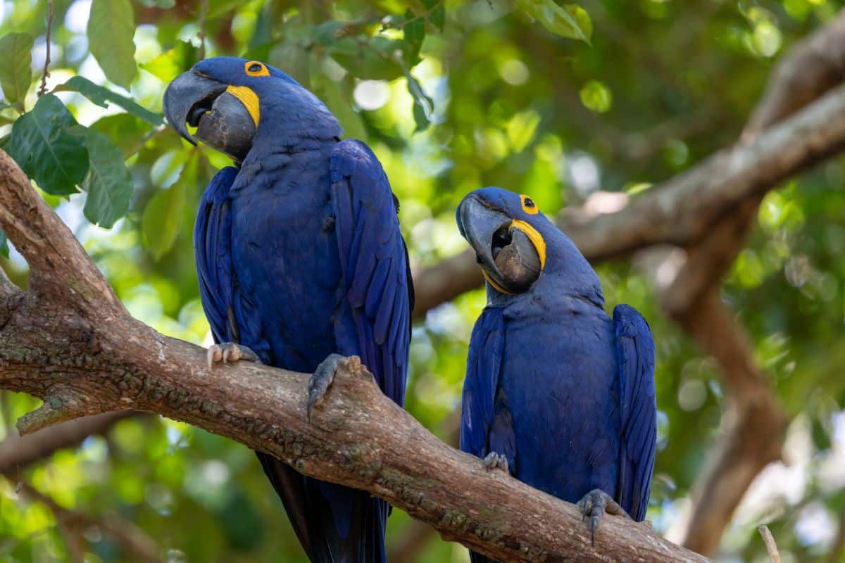 Two beautiful Hyacinth Macaws perched on a branch.