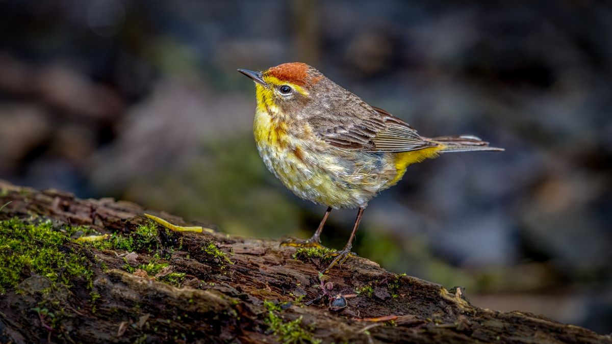 An adorable Palm Warbler perched on an old wooden log.