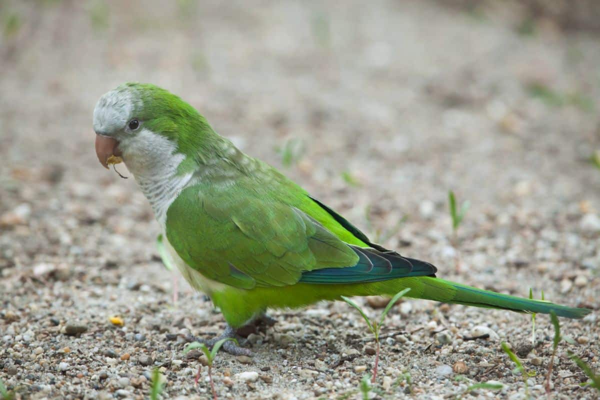 An adorable Quaker Parakeet on the ground.