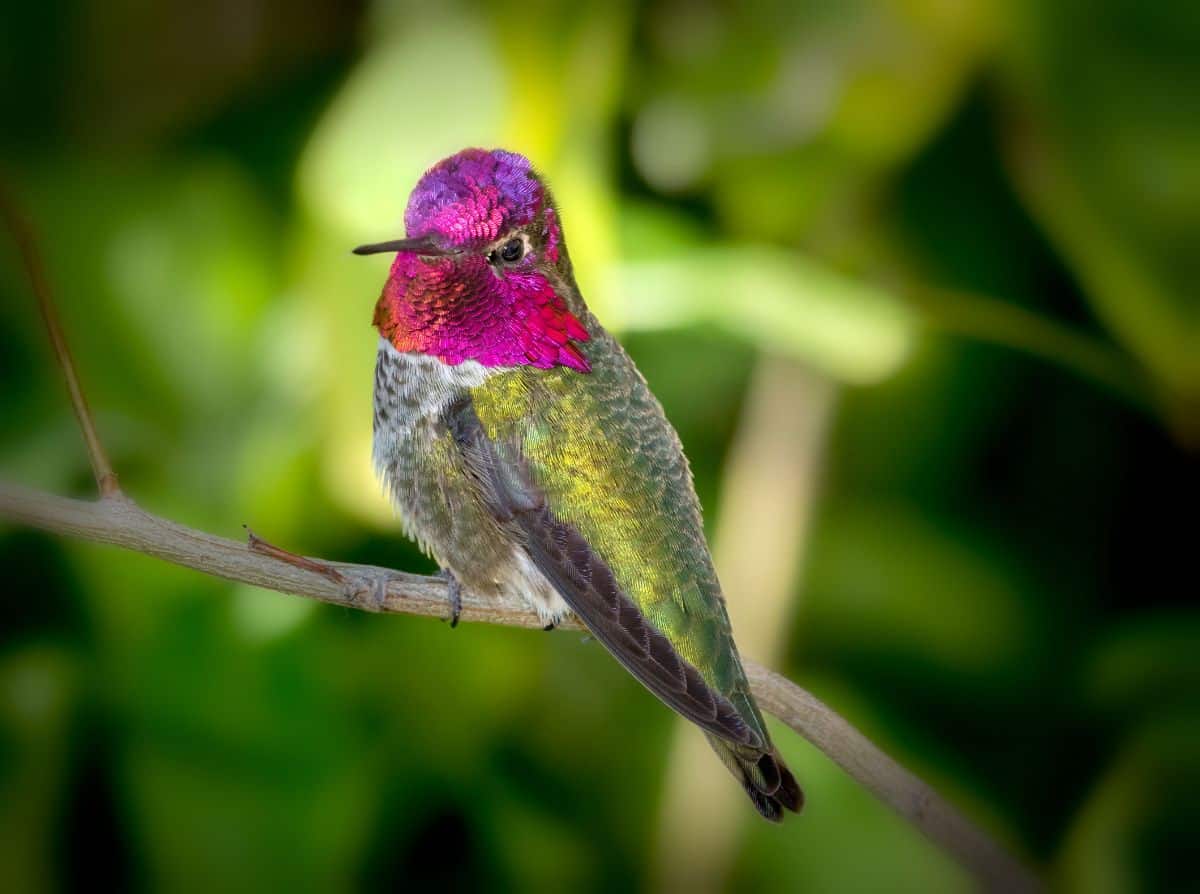 A beautiful two-color Anna’s Hummingbird perched on a thin branch.