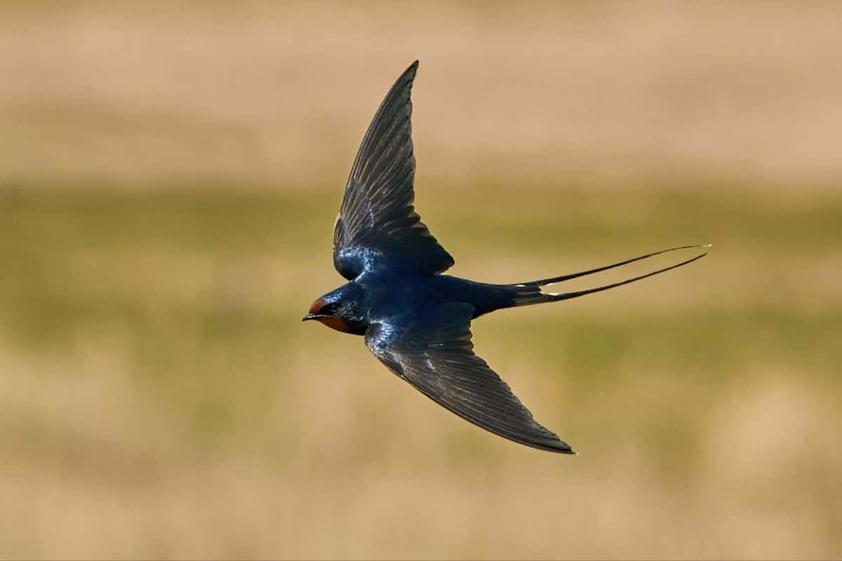 A beautiful flying Barn Swallow.