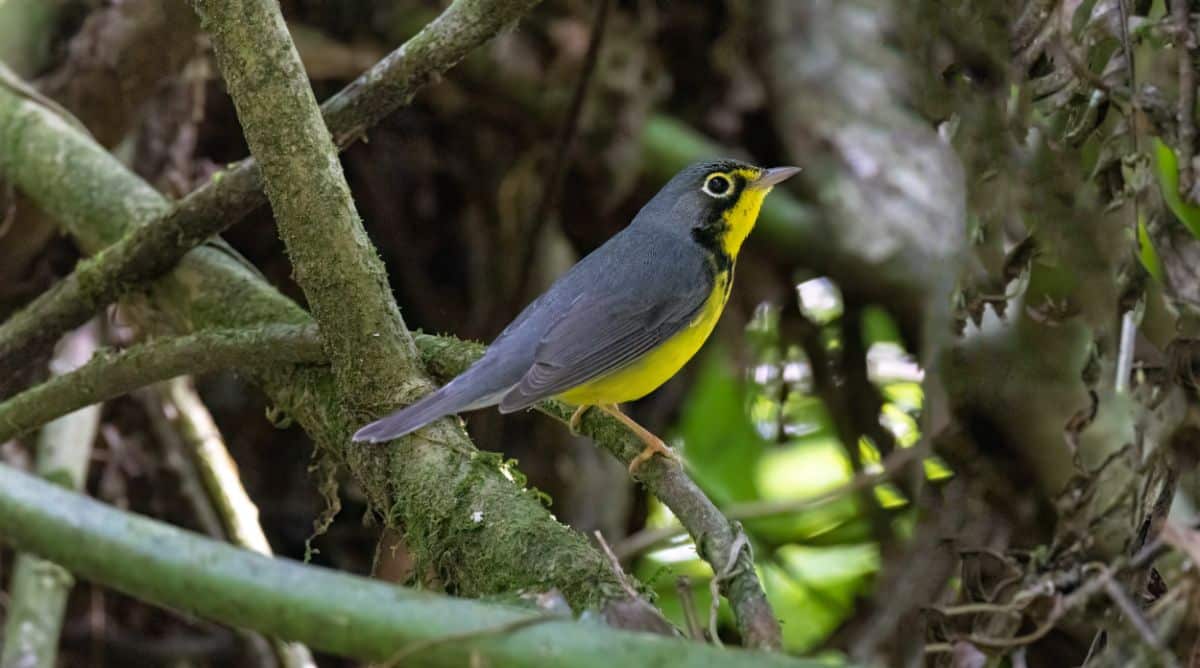 An adorable Canada Warbler perched on a branch.