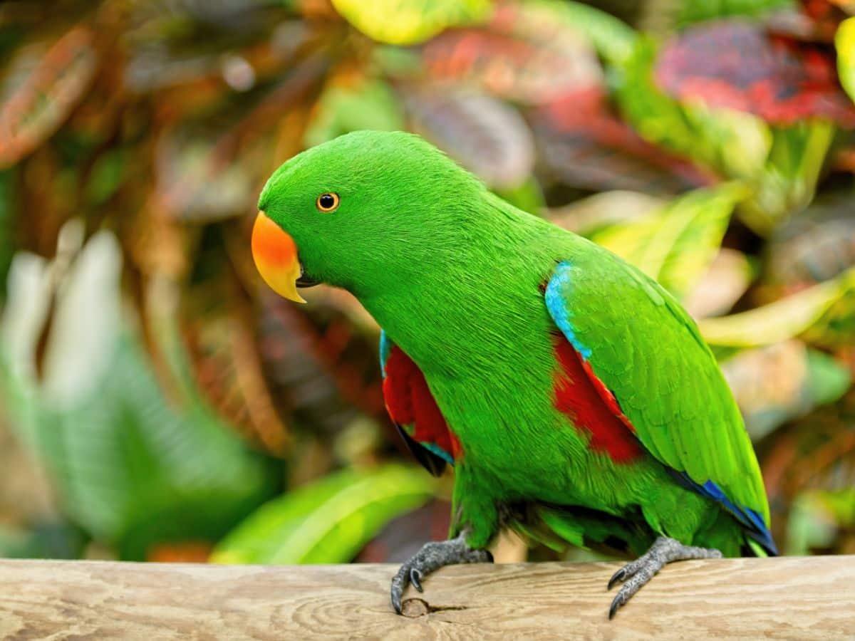 A beautiful colorful Eclectus perched on a wooden pole.