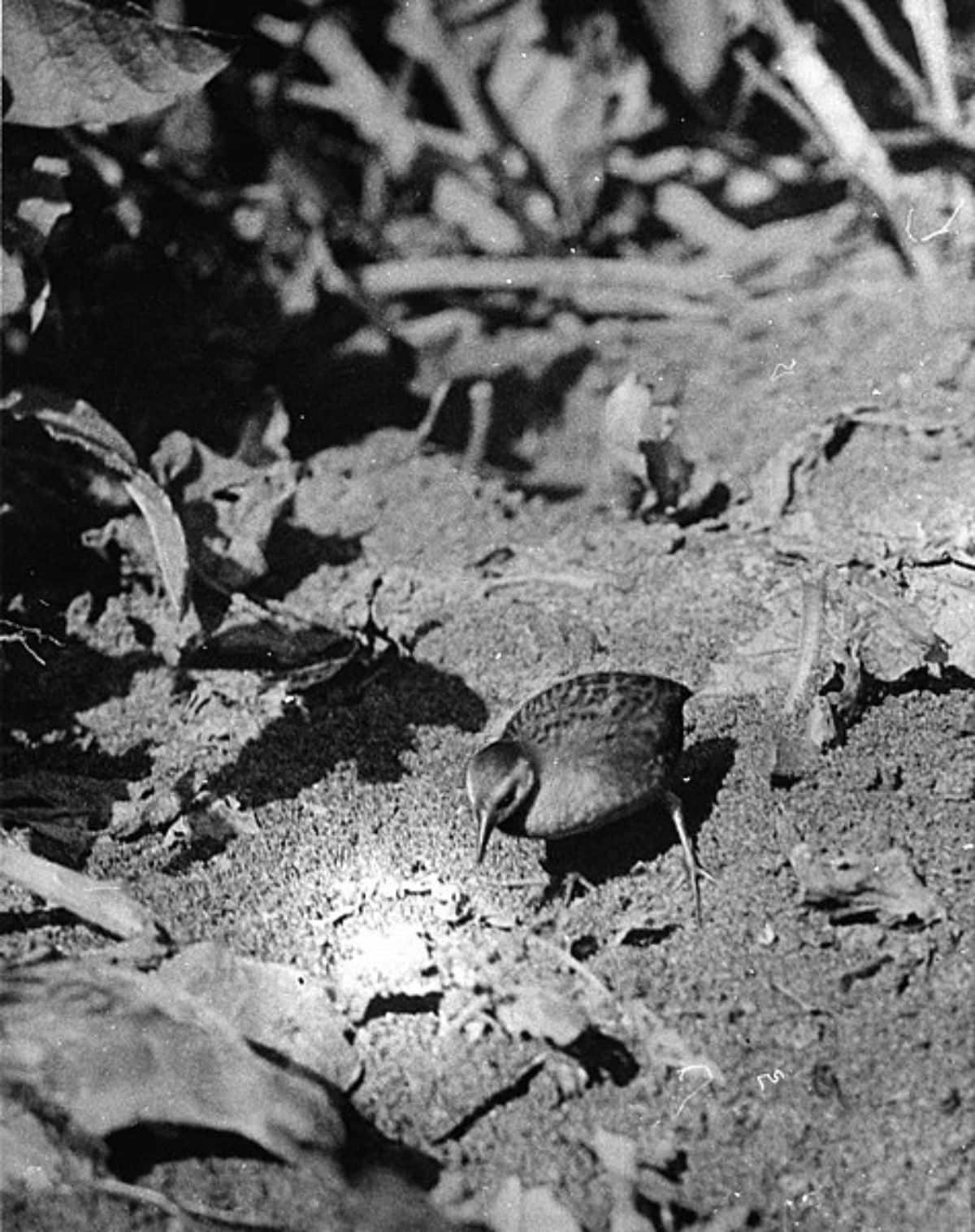 A black-white photo of a Laysan Rail.