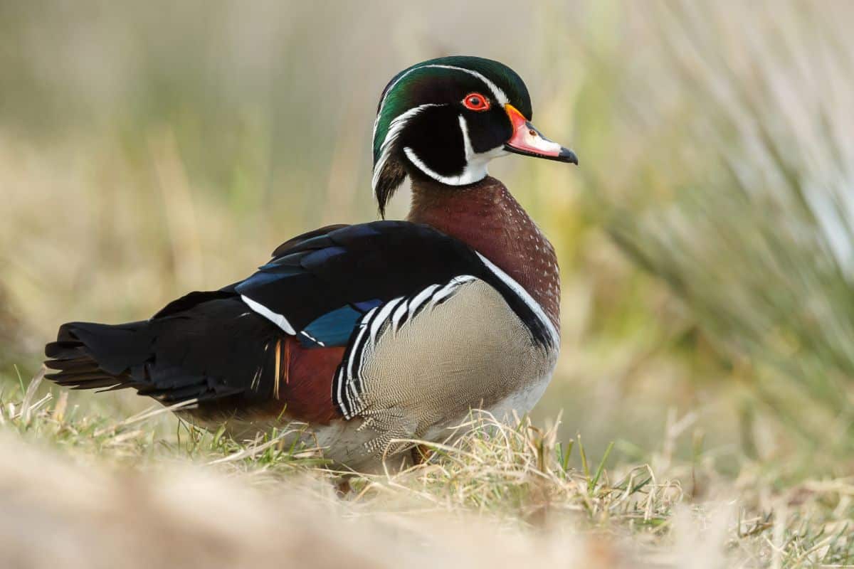 A beautiful Wood Duck standing on the ground.