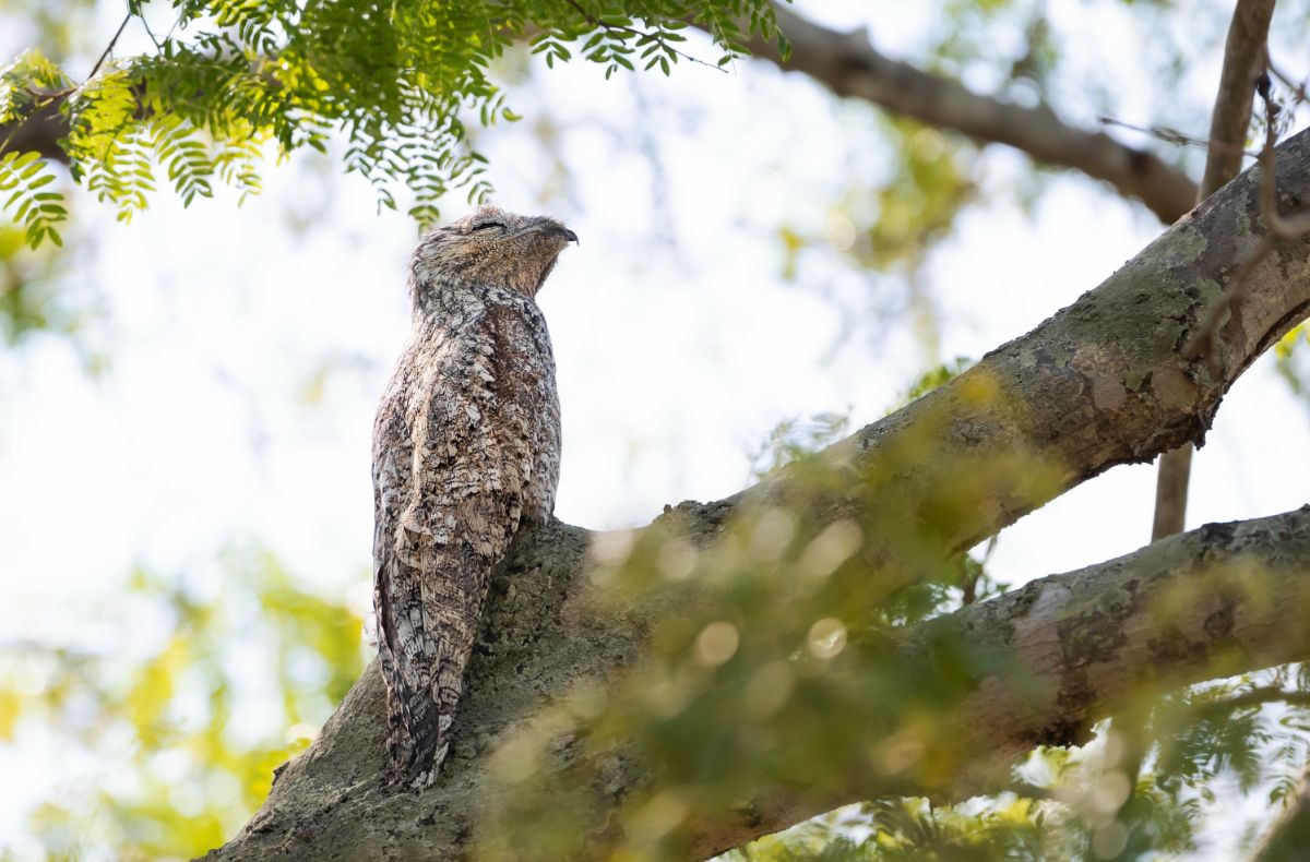 A beautiful sleeping Great Potoo on a tree.