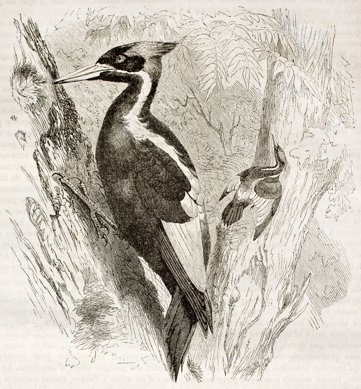 An Ivory-Billed Woodpecker drawning.