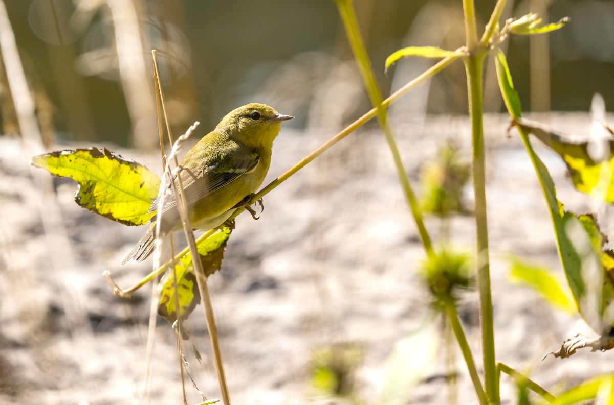 An adorable Orange-crowned Warbler perched on a thin branch on a sunny day.