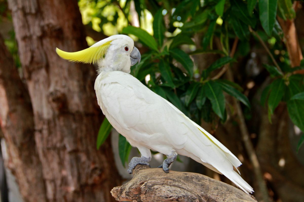 A beautiful Sulfur-crested Cockatoo perched on a branch.
