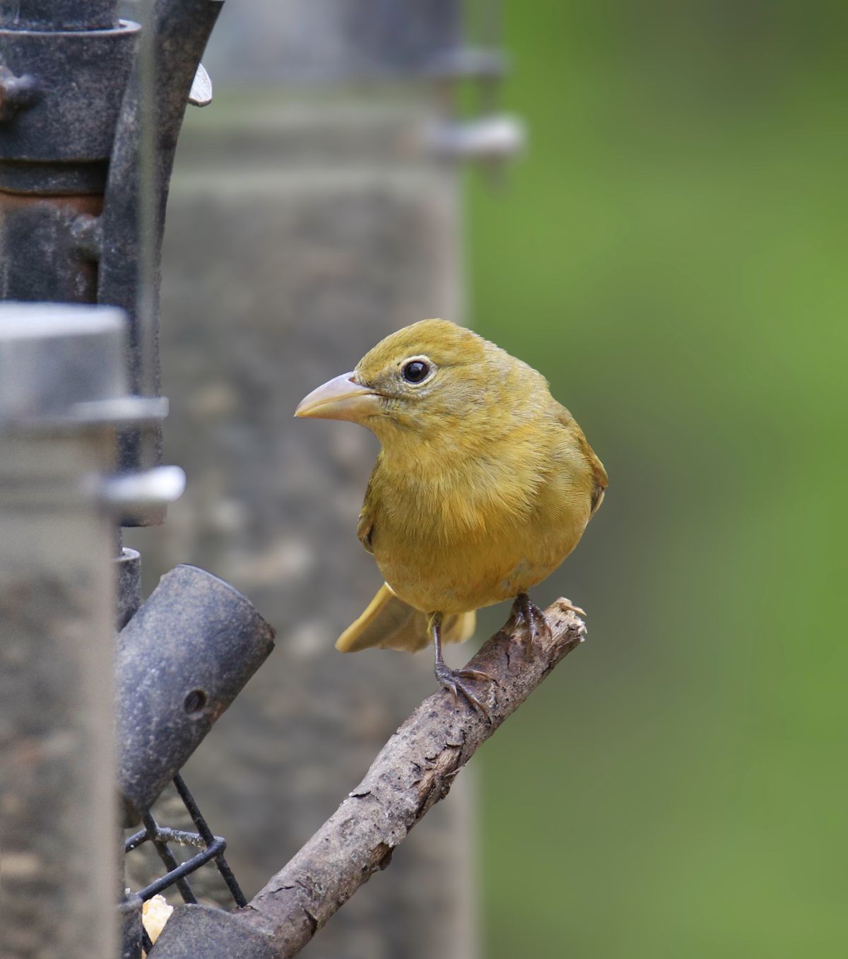 A cute Summer Tanager Female perched on a branch.