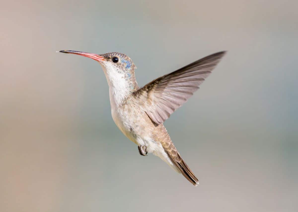 An adorable flying Violet-crowned Hummingbird.