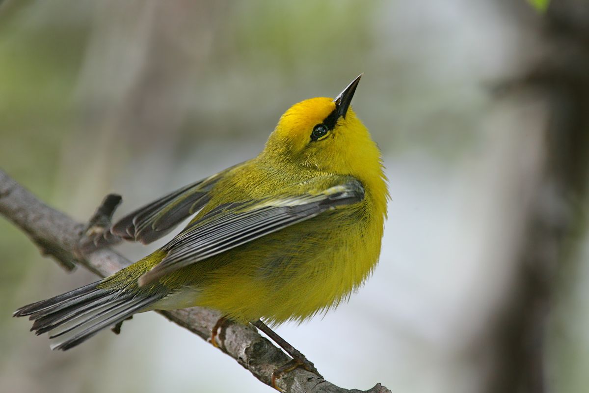 An adorable Bachman’s Warbler perched on a branch.