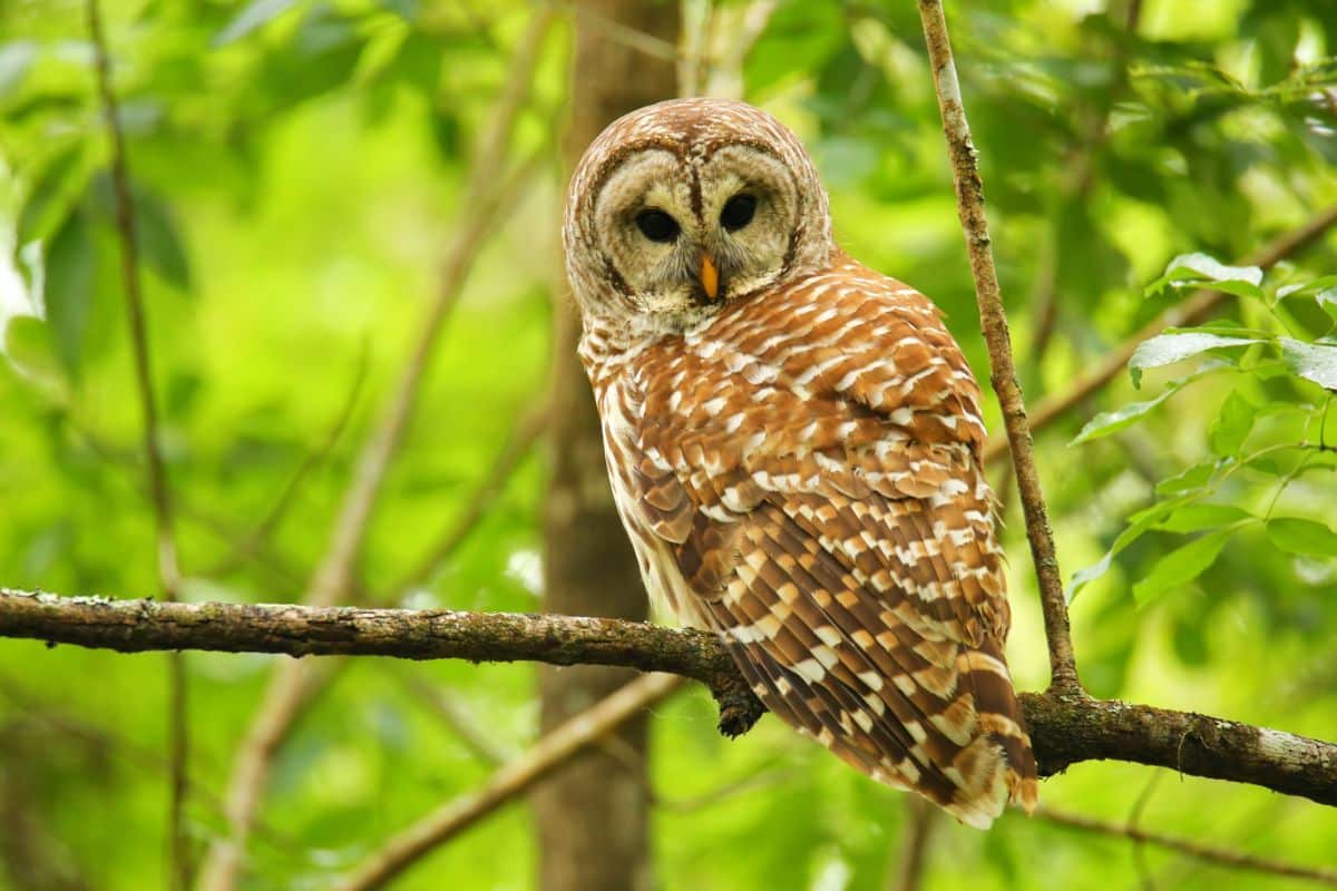 A beautiful Barred Owl perched on a branch.