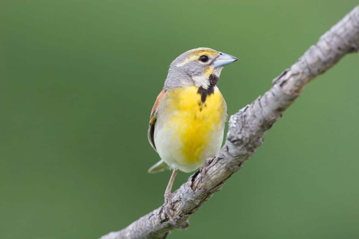 An adorable Dickcissel perched on a branch.
