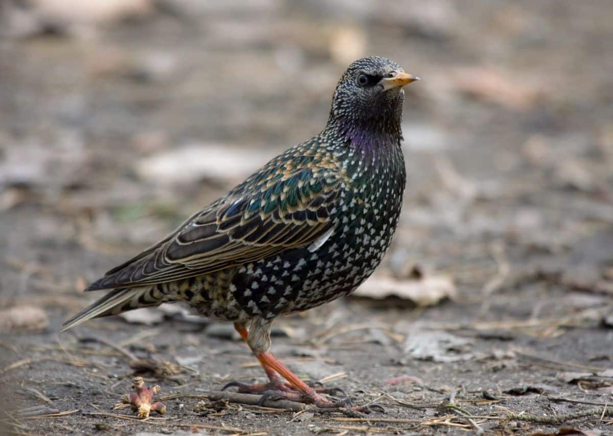 A beautiful, colorful European Starling standing on the ground.
